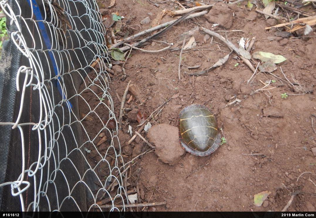 Eastern Painted Turtle