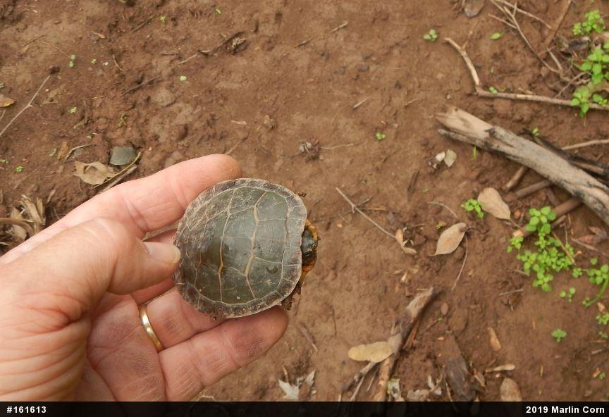 Painted Turtle