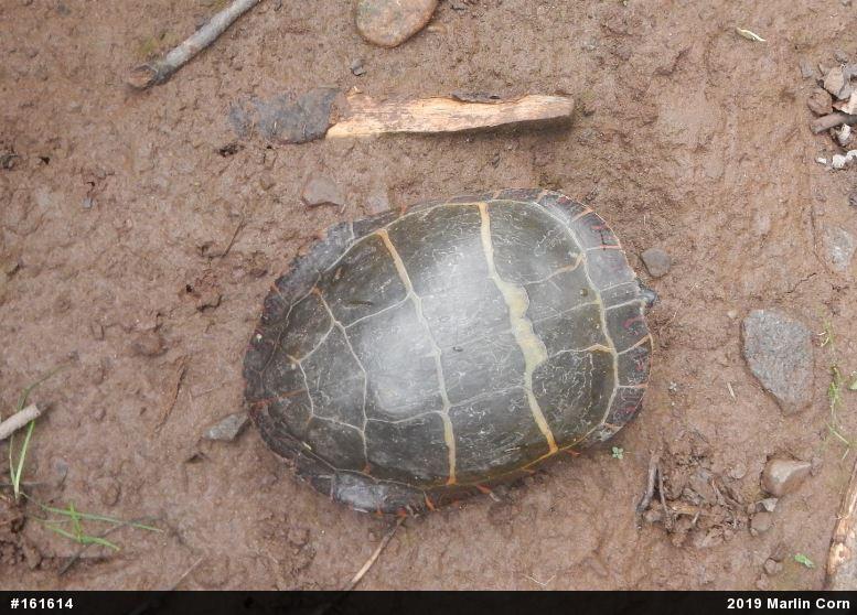 Eastern Painted Turtle