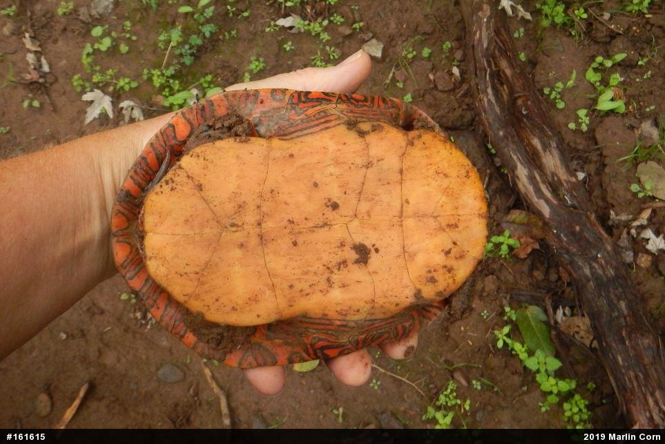 Painted Turtle