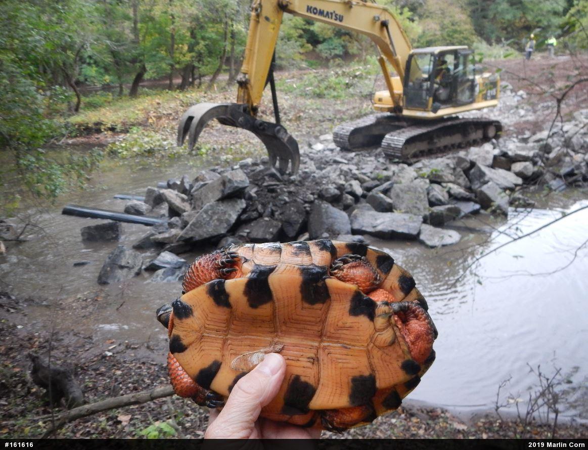 Wood Turtle