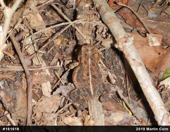 Eastern American Toad