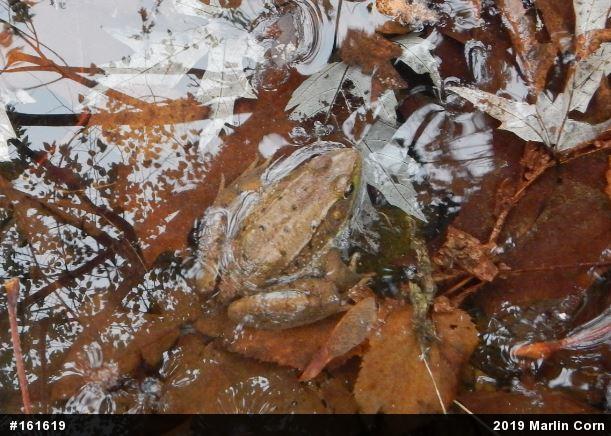 Green Frog