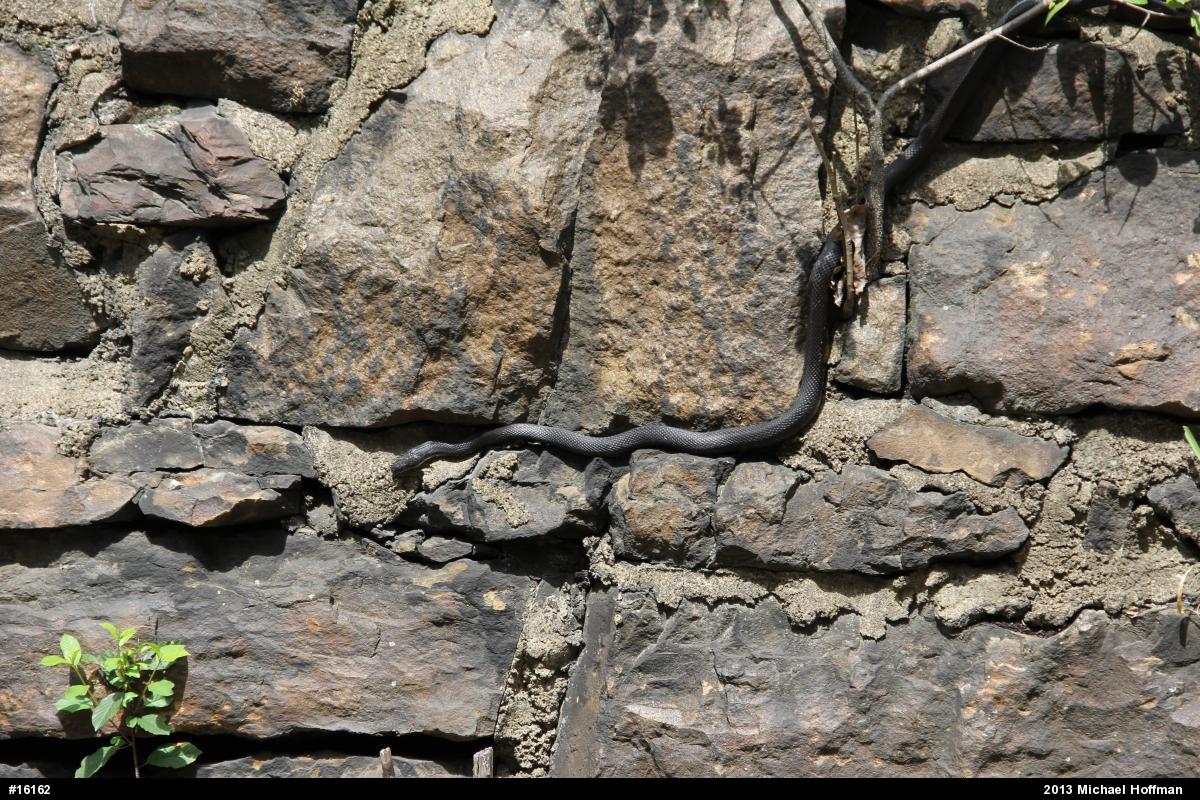 Eastern Ratsnake