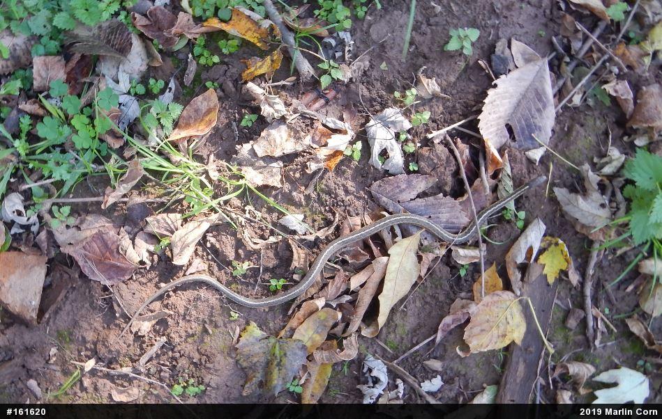 Eastern Gartersnake