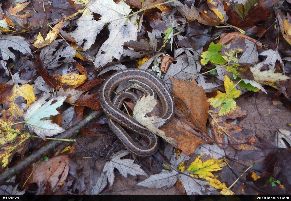 Eastern Gartersnake