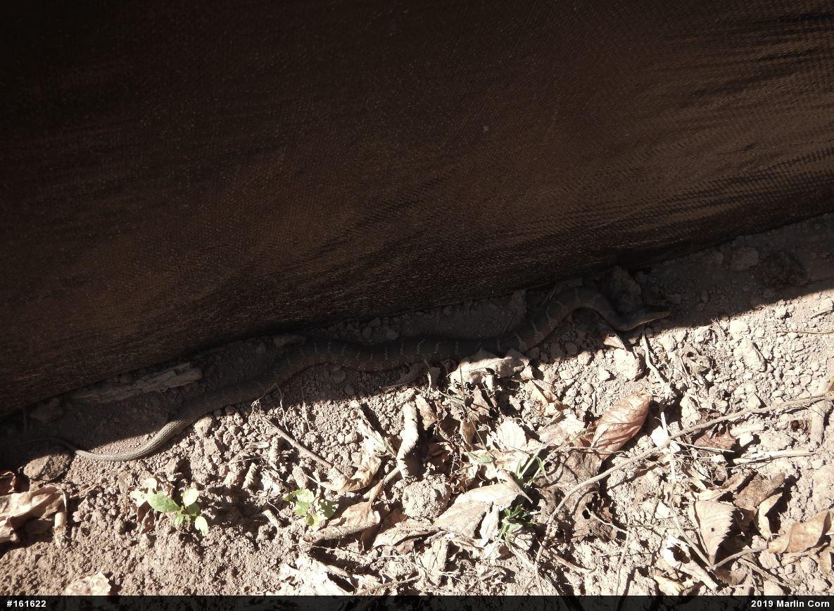 Northern Watersnake