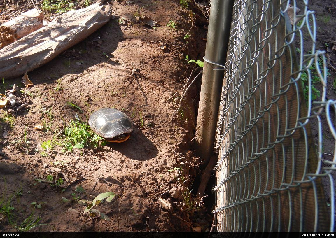 Eastern Painted Turtle
