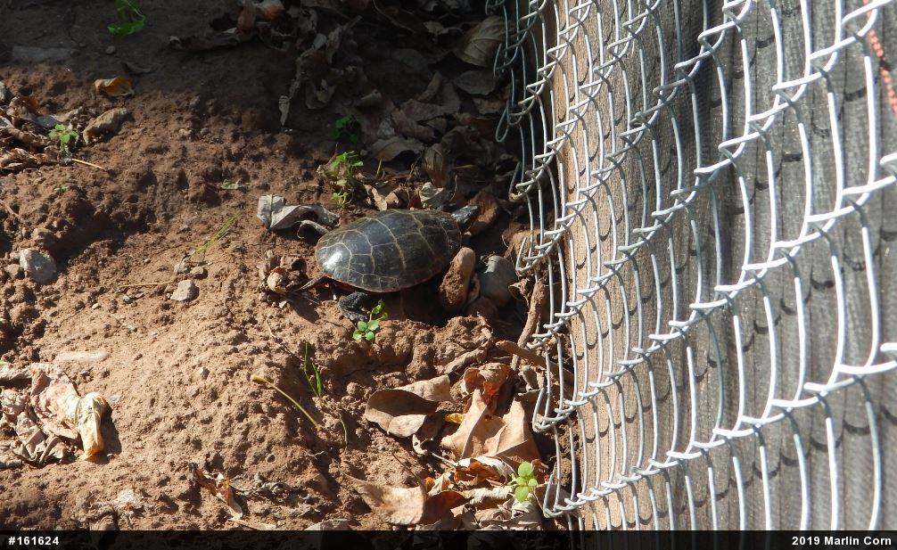 Eastern Painted Turtle