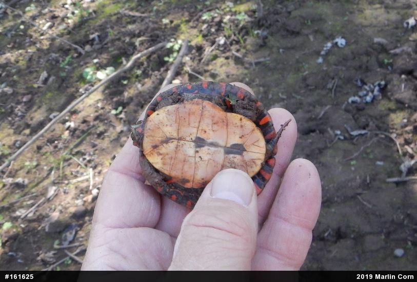 Painted Turtle