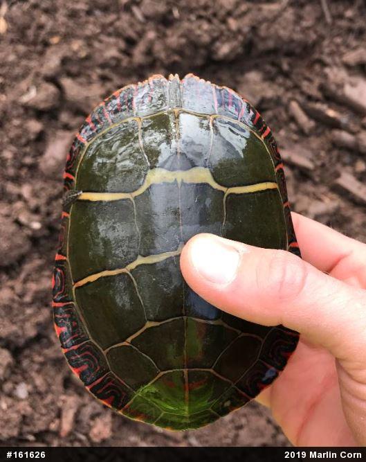 Eastern Painted Turtle