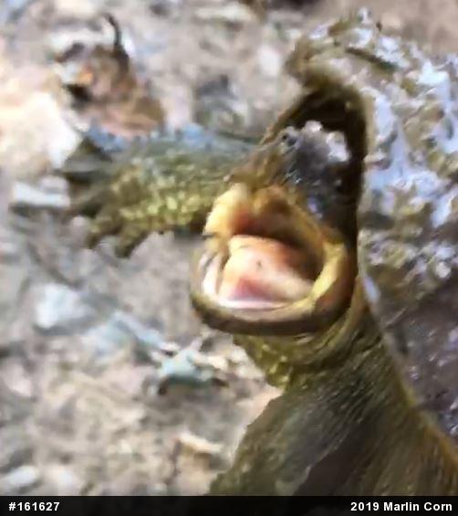 Snapping Turtle