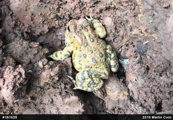 Eastern American Toad