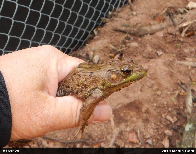 Green Frog