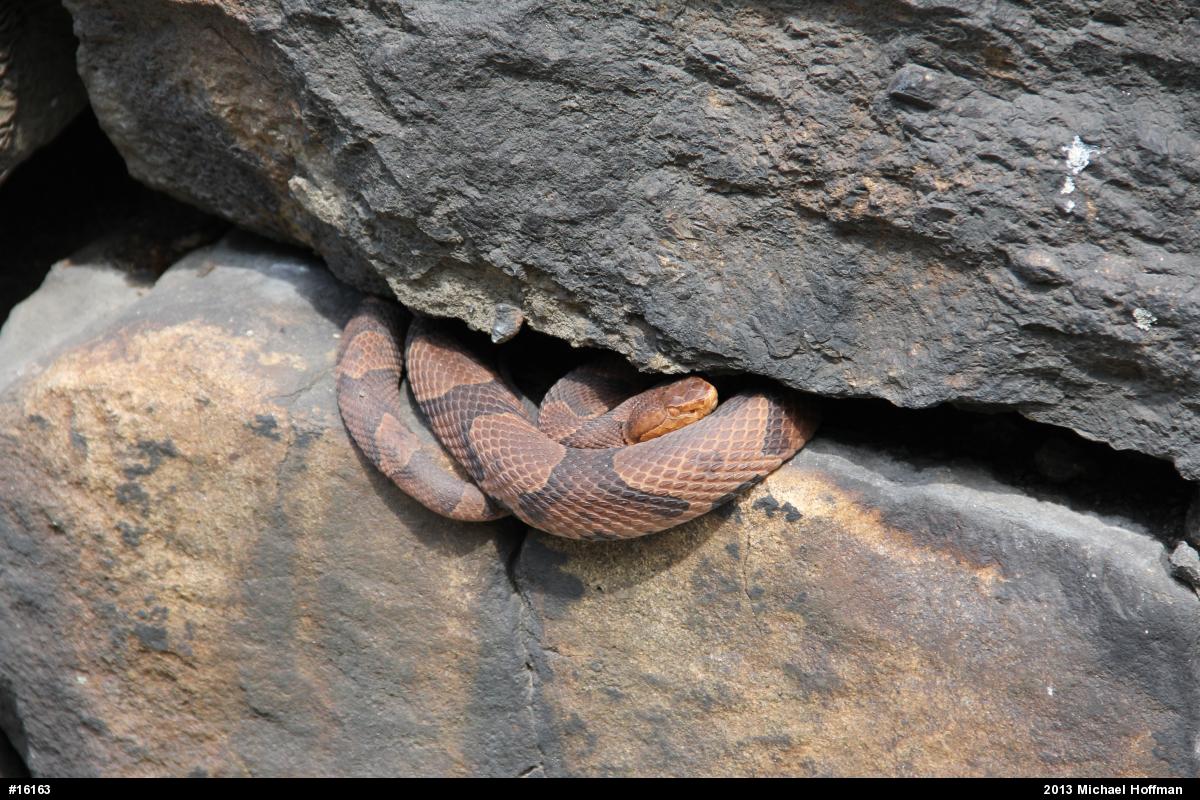 Northern Copperhead