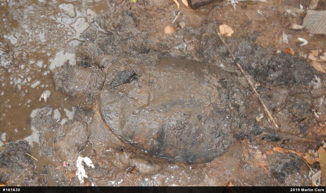 Snapping Turtle