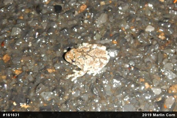 Unknown Gray Treefrog