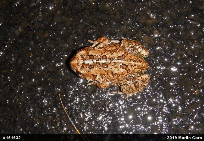 Eastern American Toad