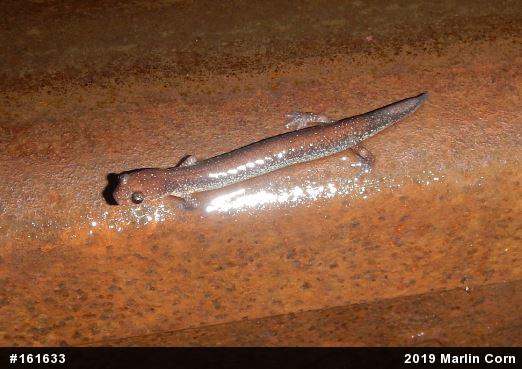 Eastern Red-backed  Salamander