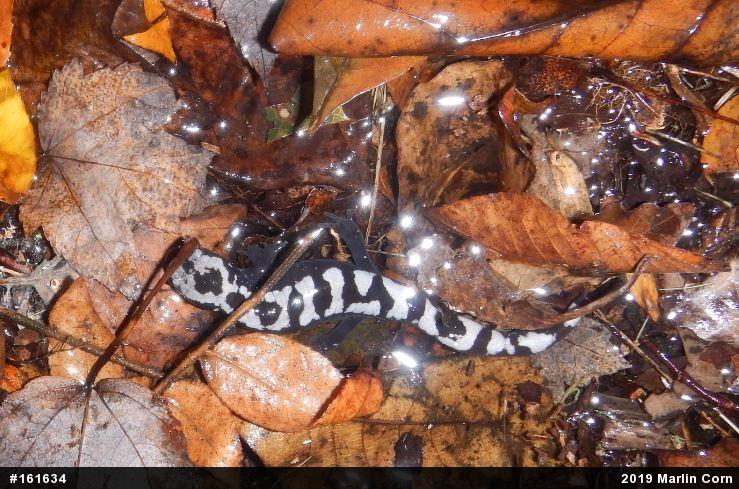 Marbled Salamander