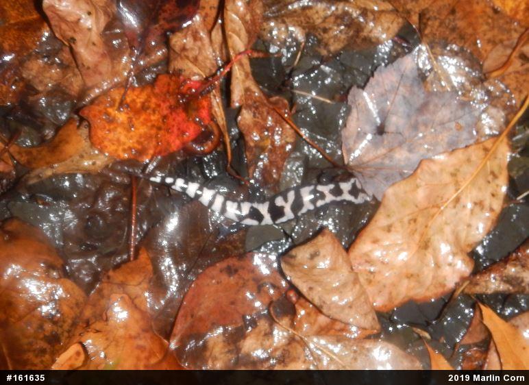Marbled Salamander