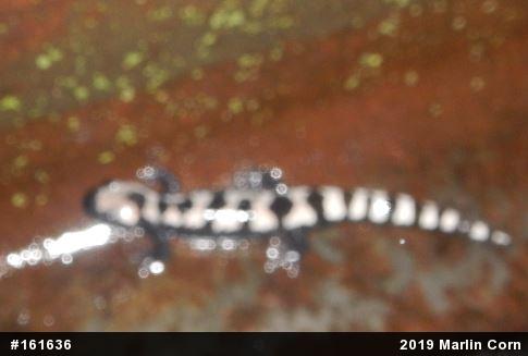 Marbled Salamander