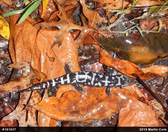 Marbled Salamander