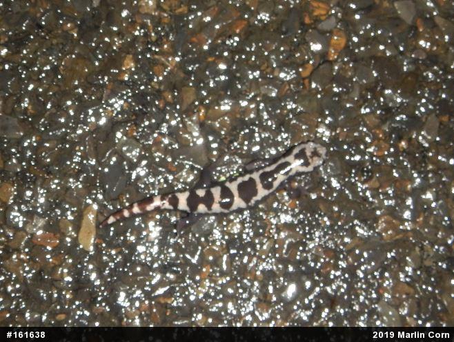 Marbled Salamander