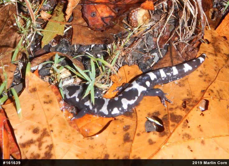 Marbled Salamander