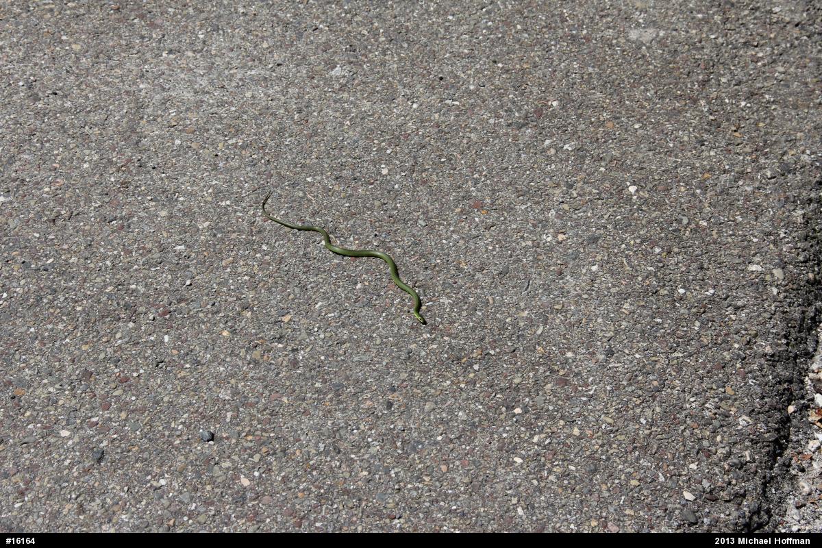 Smooth Greensnake