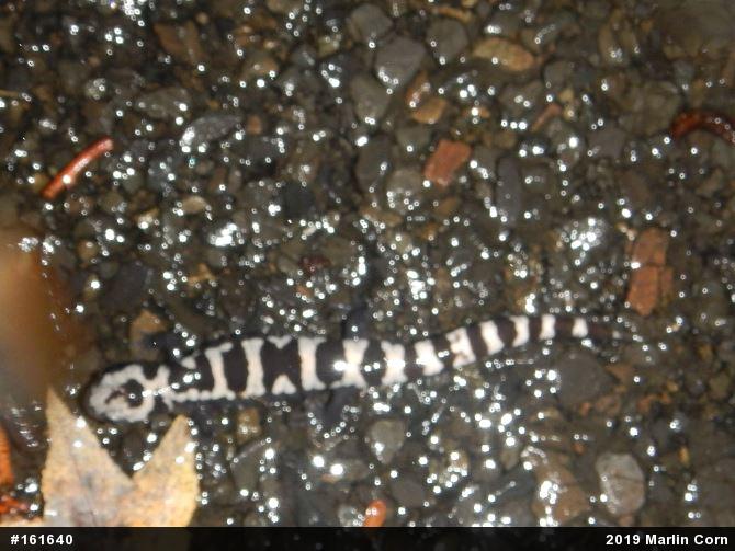 Marbled Salamander