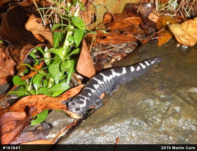 Marbled Salamander