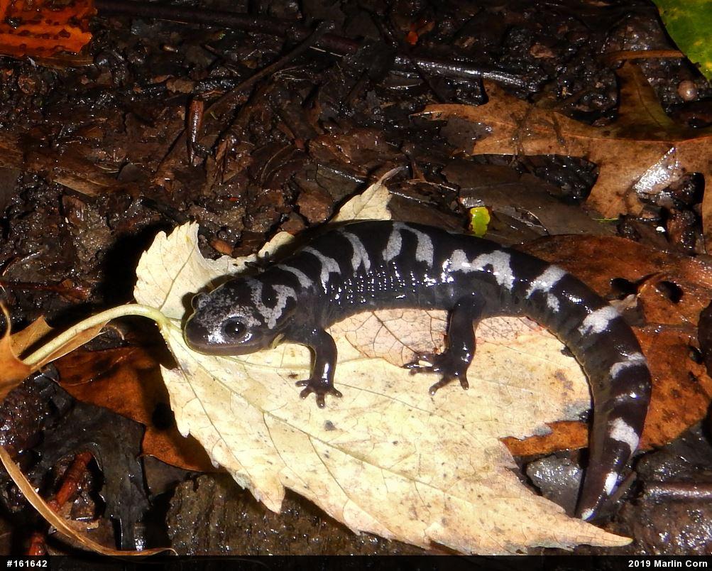 Marbled Salamander
