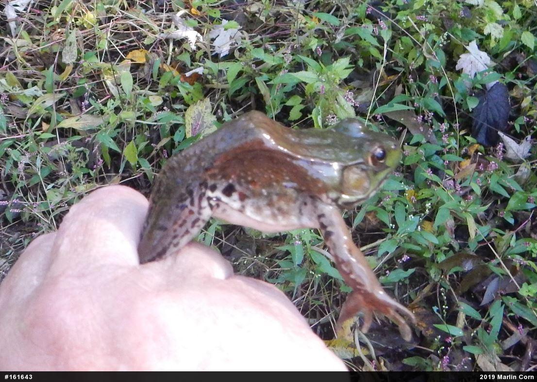 Green Frog