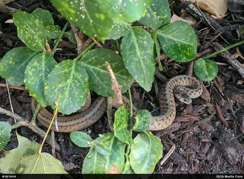Dekay's Brownsnake