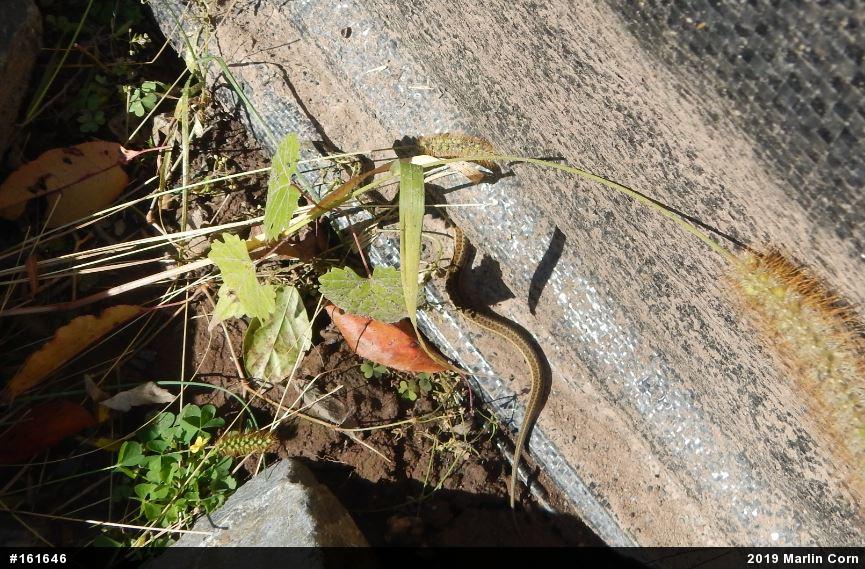 Eastern Gartersnake
