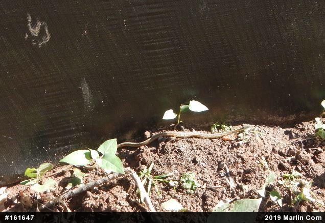 Eastern Gartersnake