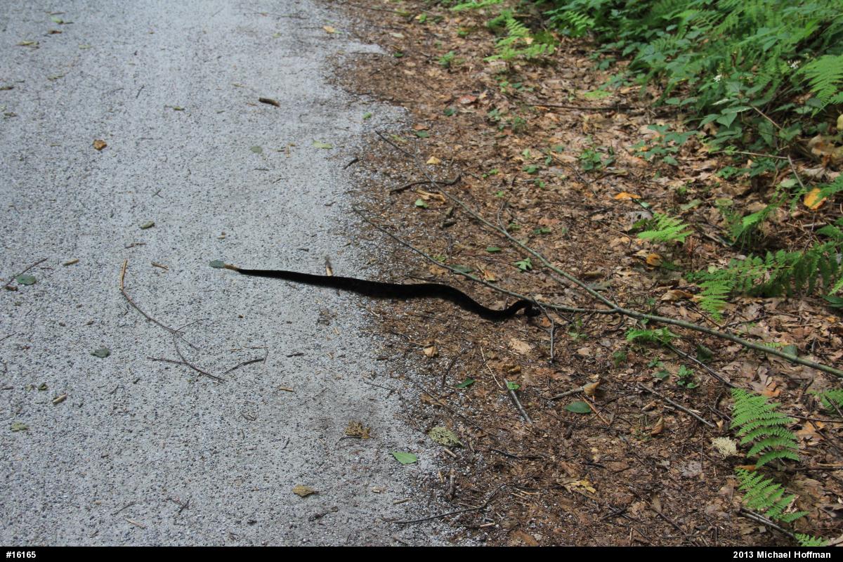 Timber Rattlesnake