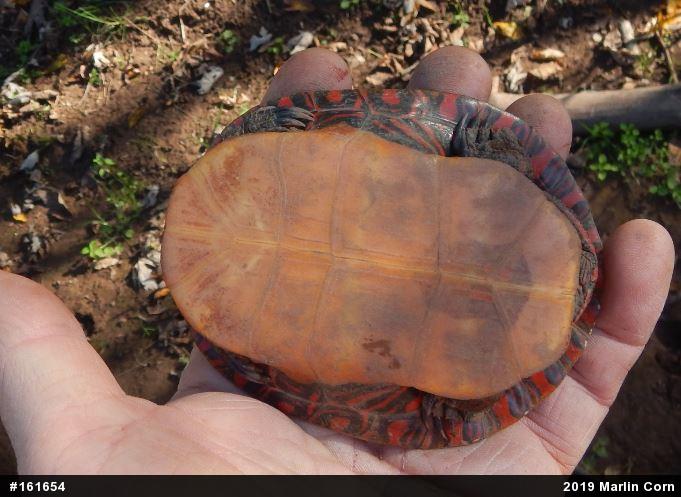 Painted Turtle