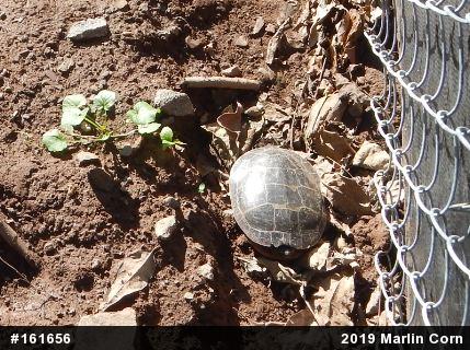 Eastern Painted Turtle