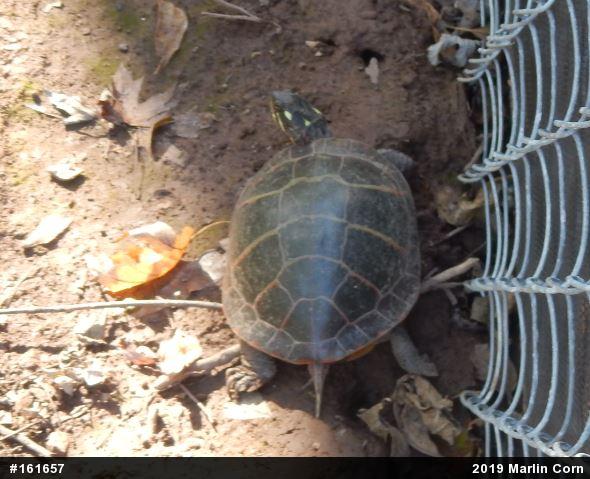 Eastern Painted Turtle