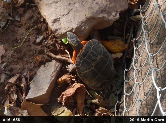 Eastern Painted Turtle