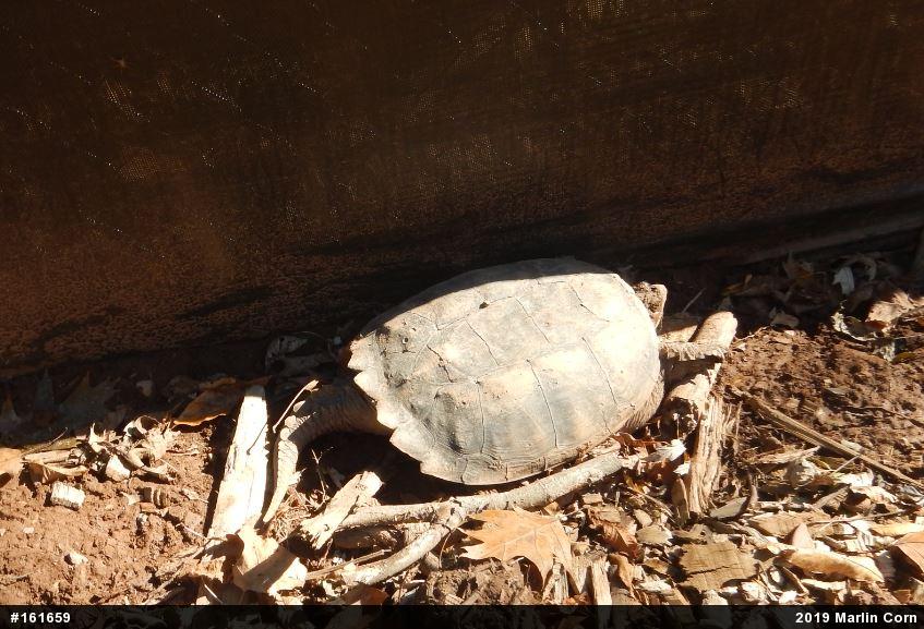 Snapping Turtle