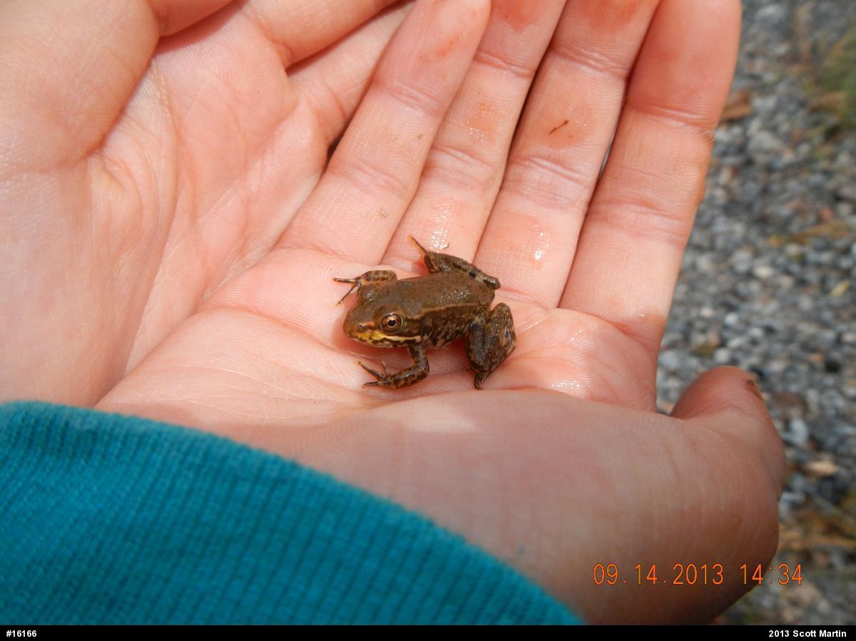 Green Frog