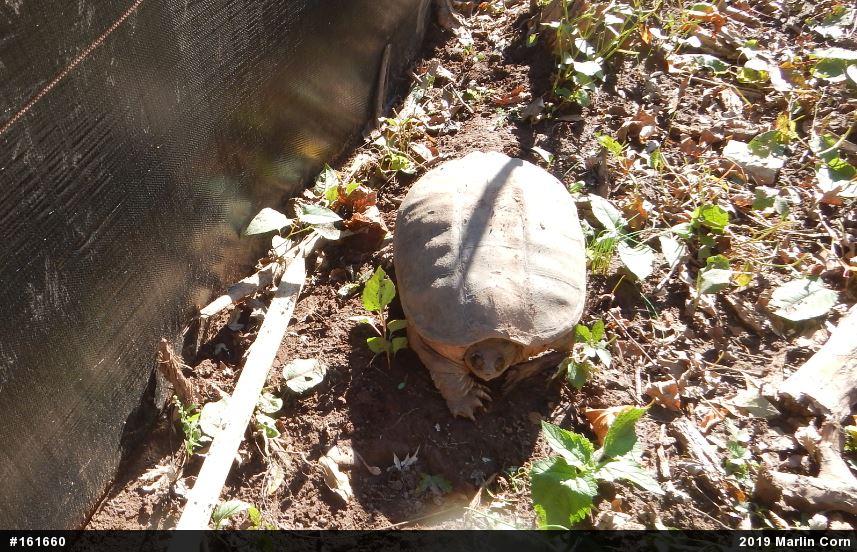 Snapping Turtle