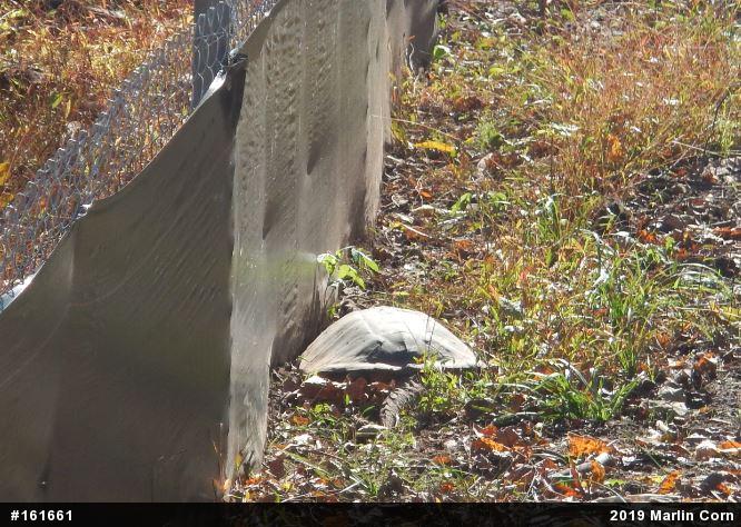 Snapping Turtle