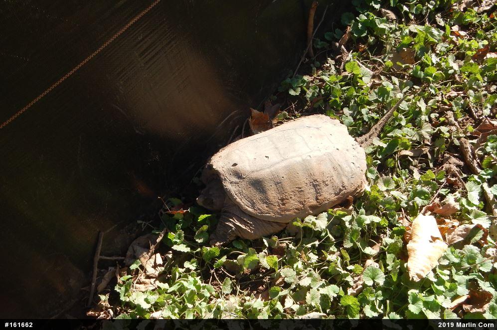 Snapping Turtle