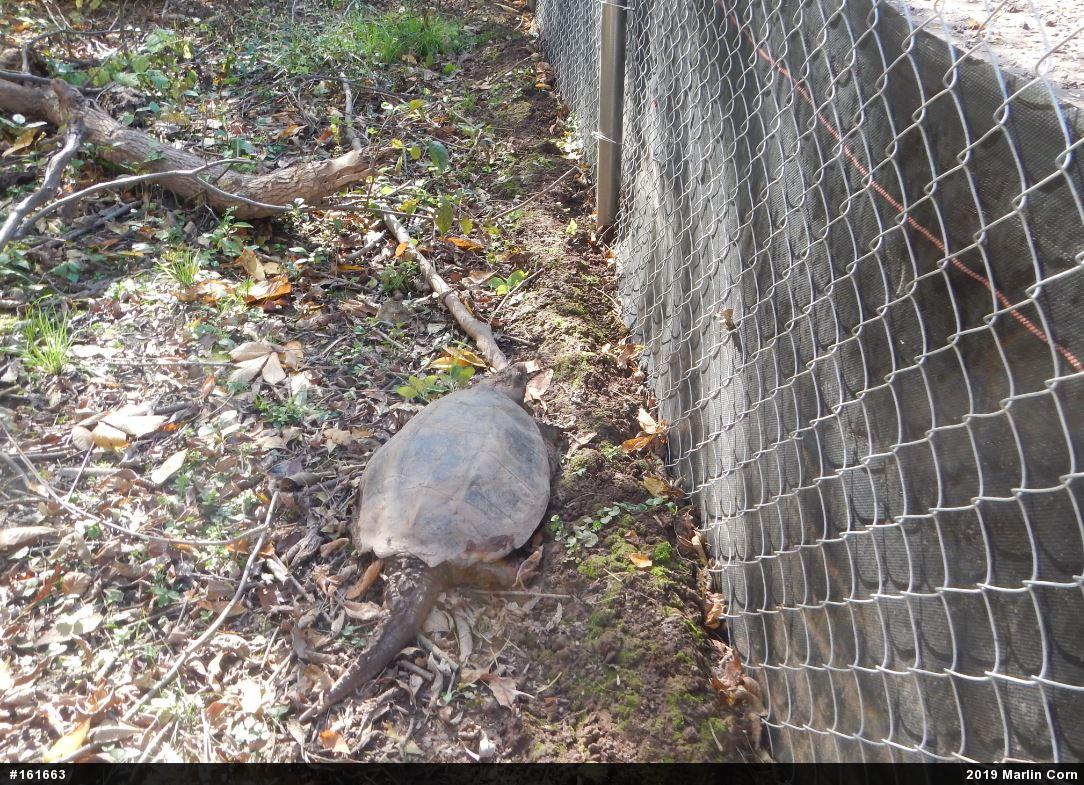 Snapping Turtle