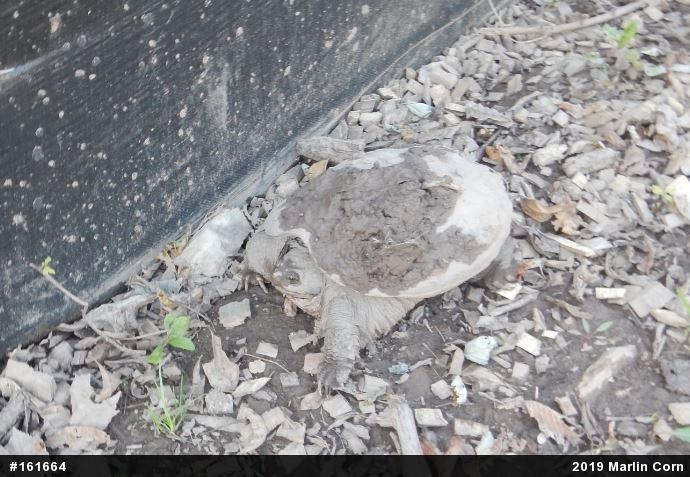Snapping Turtle
