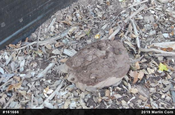 Snapping Turtle
